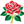 Lancashire Cricket Club Roses Logo (1)
